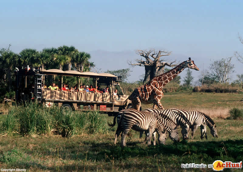 Imagen de Disney´s Animal Kingdom  Kilimanjaro Safaris